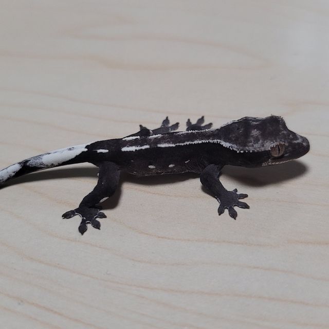 아잔틱