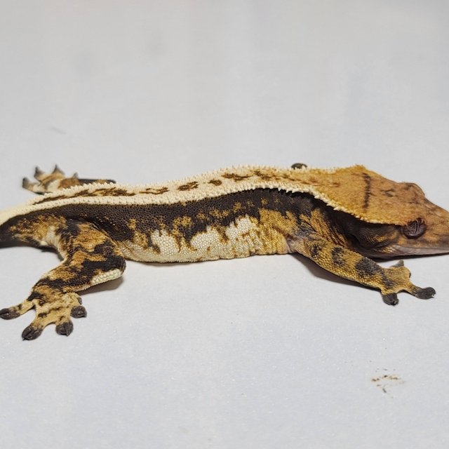 노멀 쿼드 슈퍼스트라이프 풀핀