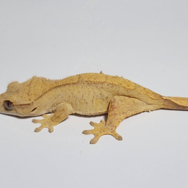 노멀 옐로우 브린들