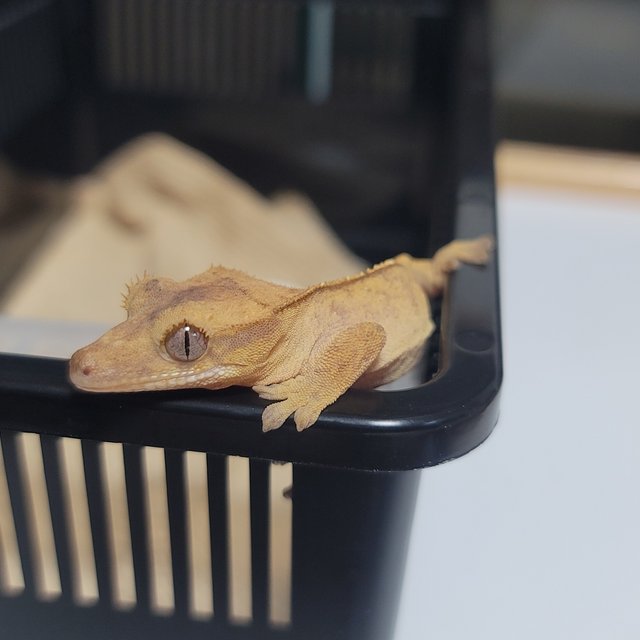 하이포 카푸치노