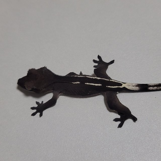 핀스트라이프 아잔틱