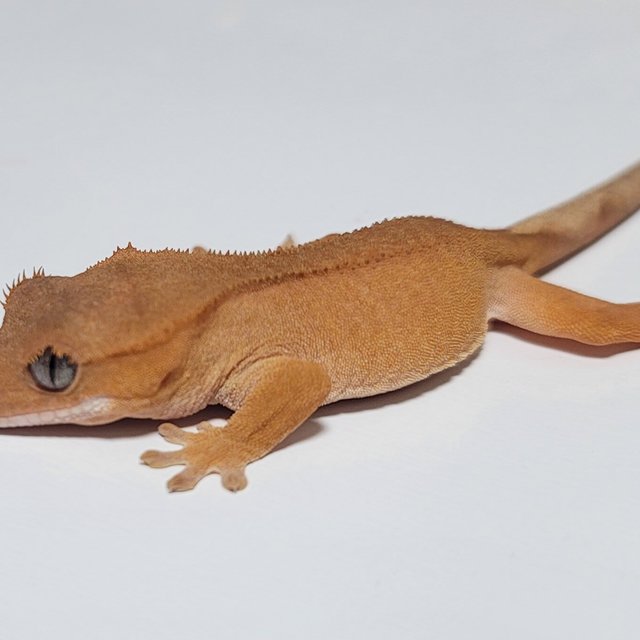 하이포 레드 벅스킨