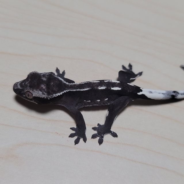 아잔틱