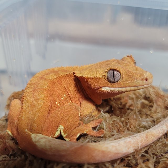 노멀 레드 벅스킨 패턴리스