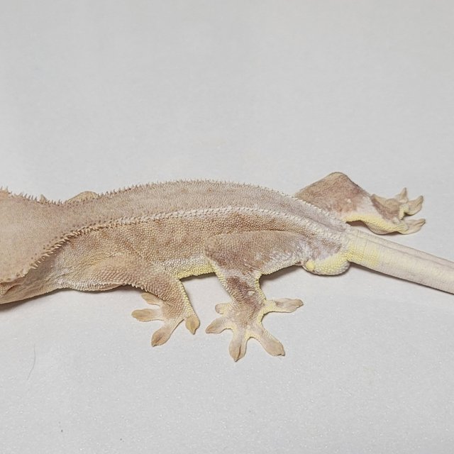 크림 레드 팬텀 릴리화이트