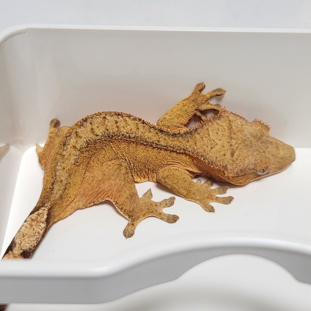 노멀 옐로우 팬텀 벅스킨