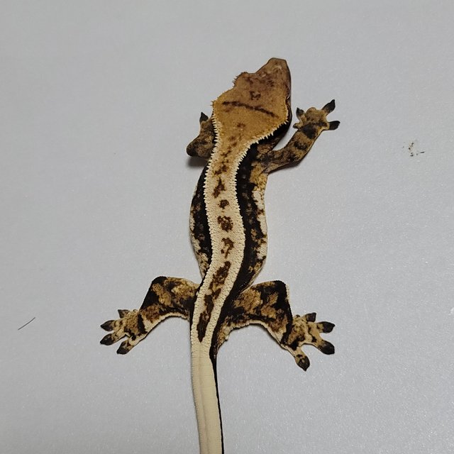 노멀 쿼드 슈퍼스트라이프 풀핀