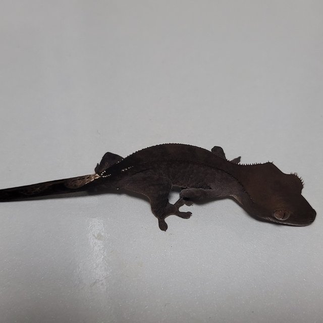 패턴리스 챠콜 팬텀 카푸치노