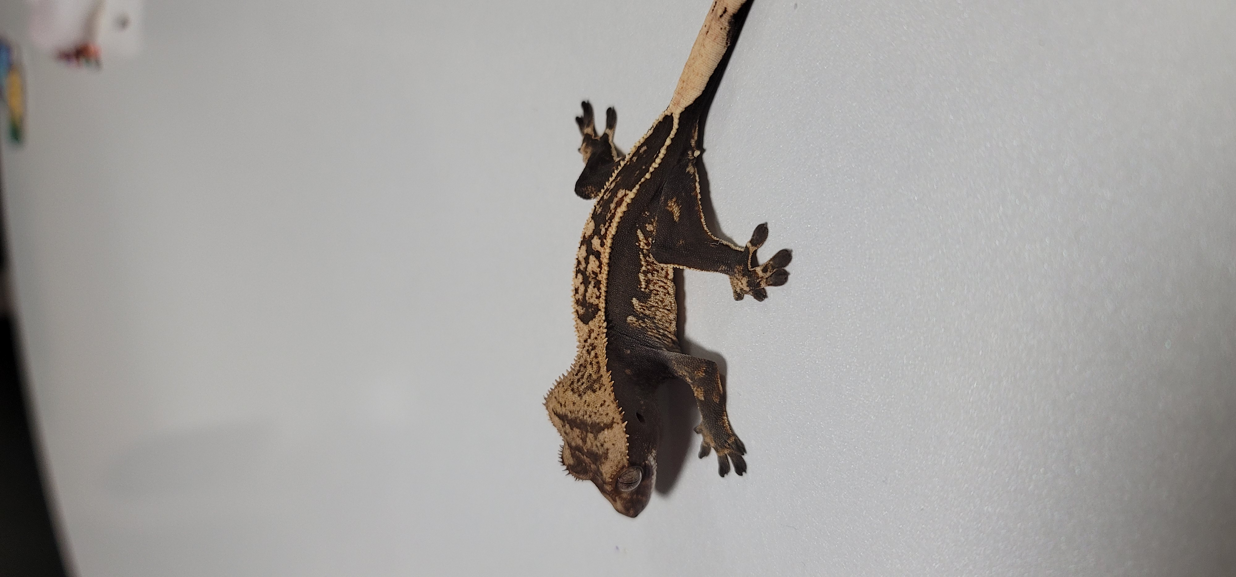 린도린도사이다