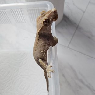 카푸치노