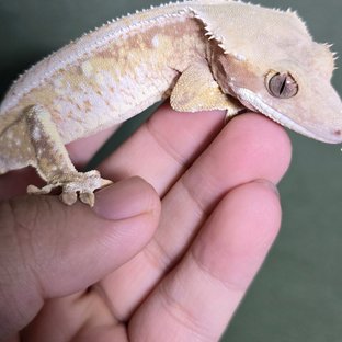 노멀 트라이 화이트스팟 드리피