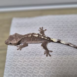 아잔틱