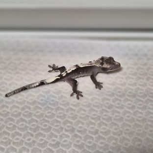 아잔틱