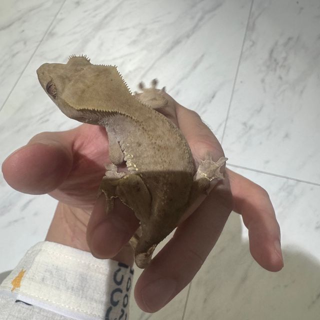 카푸치노 팬텀