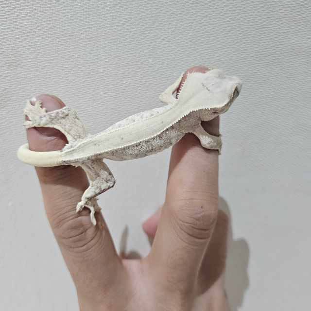 릴리화이트
