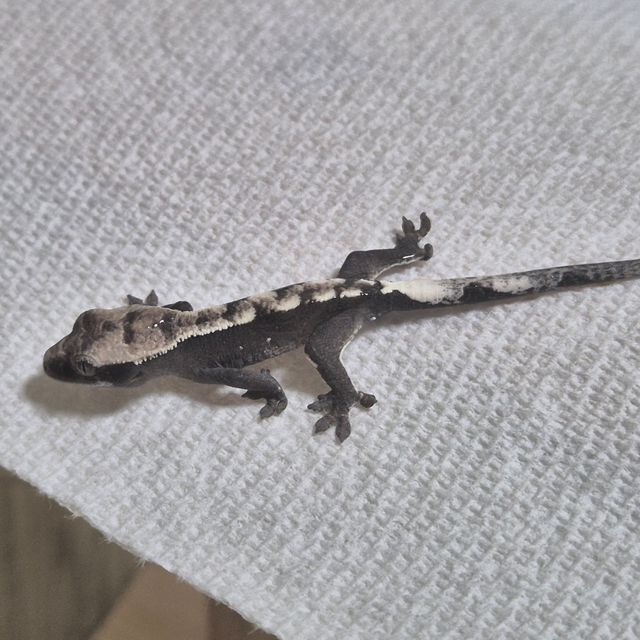 아잔틱