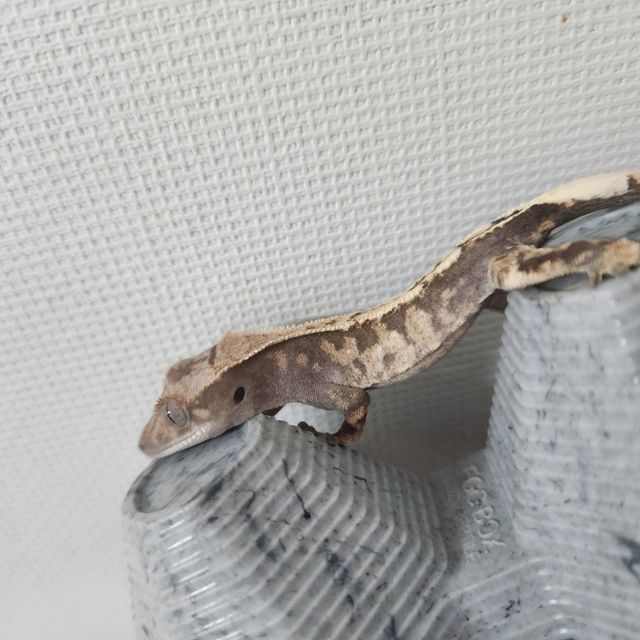 세이블
