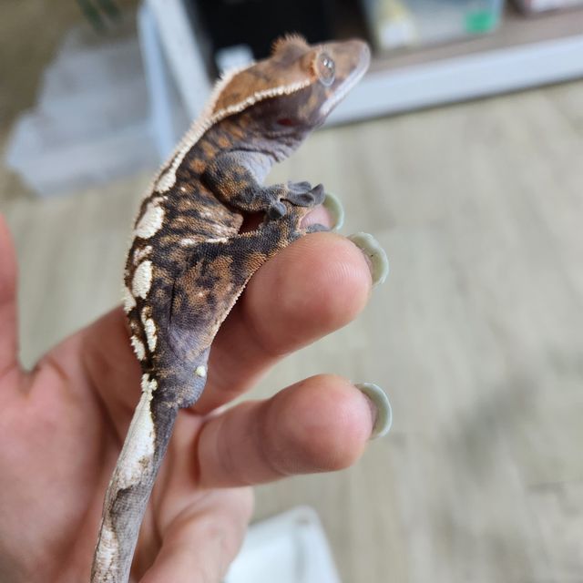 세이블