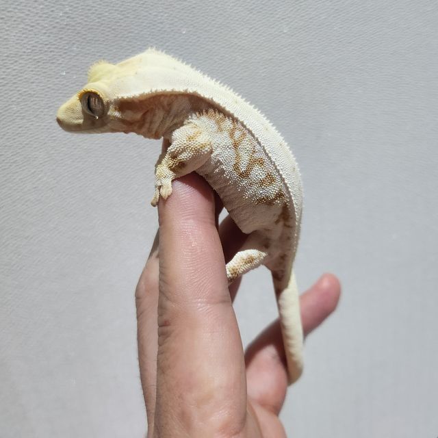 릴리화이트