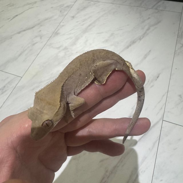 카푸치노 팬텀