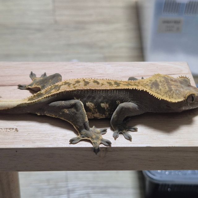 100%헷아잔틱