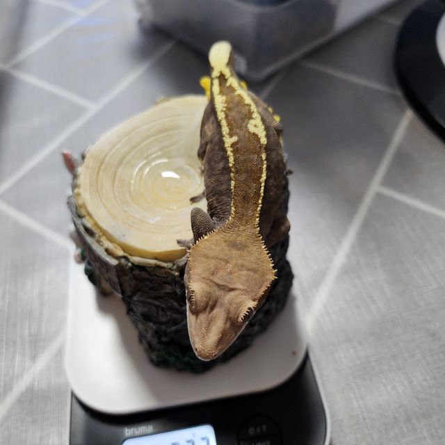 카푸치노