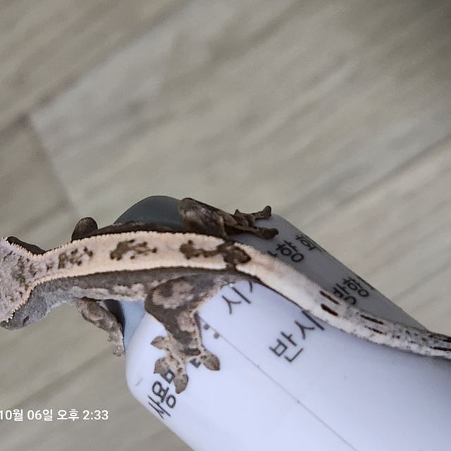 100%헷아잔틱 카푸치노