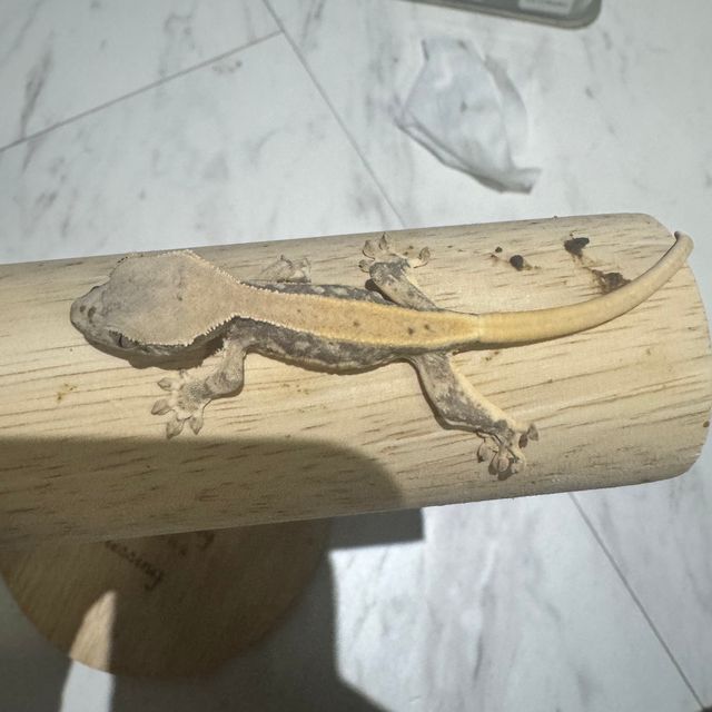 릴리화이트