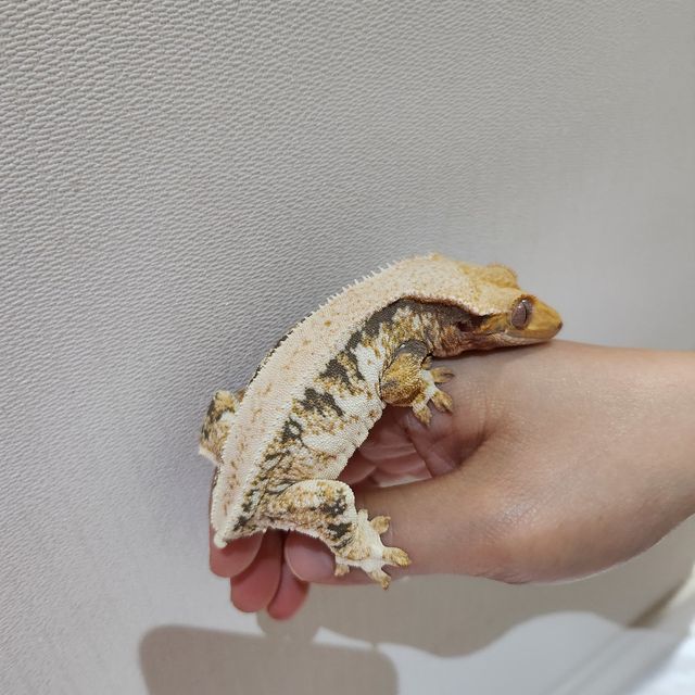 릴리화이트