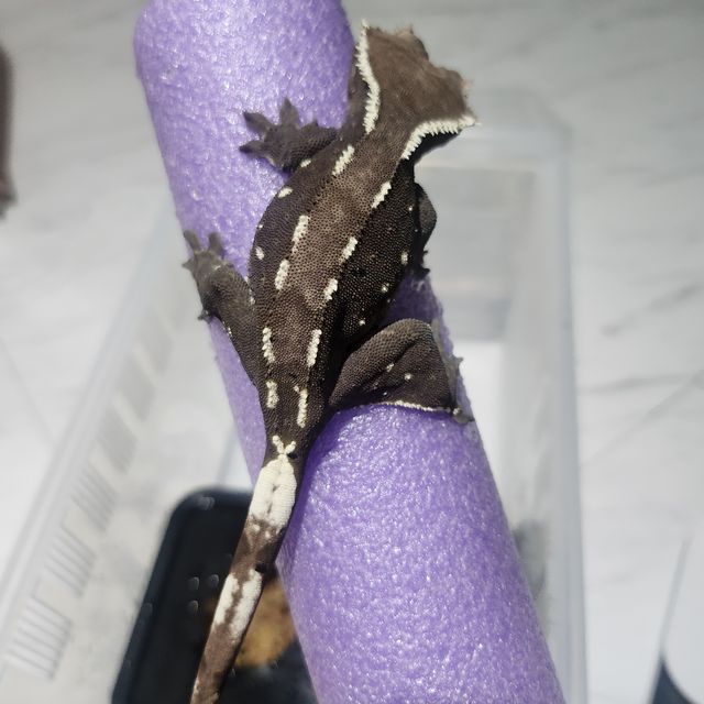 아잔틱