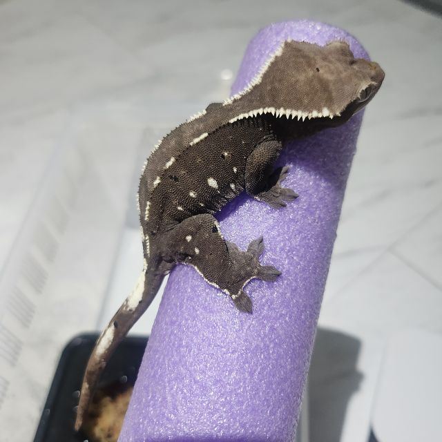 아잔틱