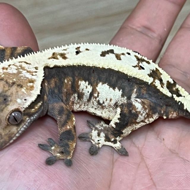 세이블