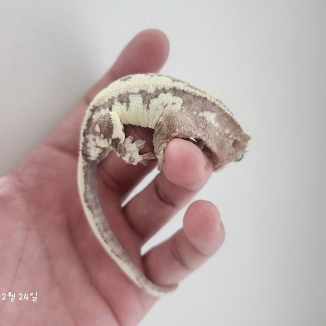 프라푸치노