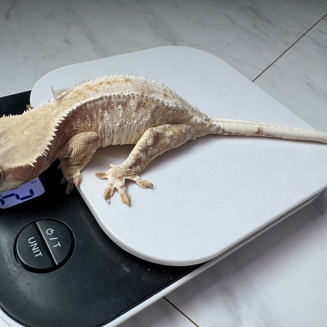 노멀 트라이 화이트스팟 드리피