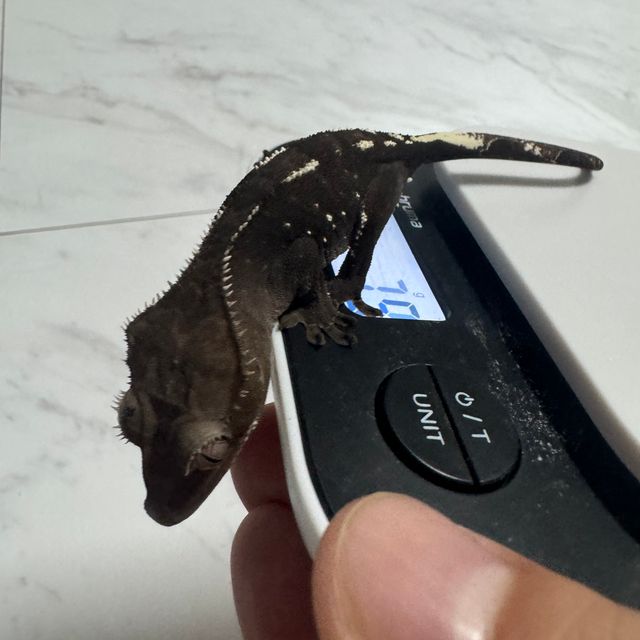 아잔틱
