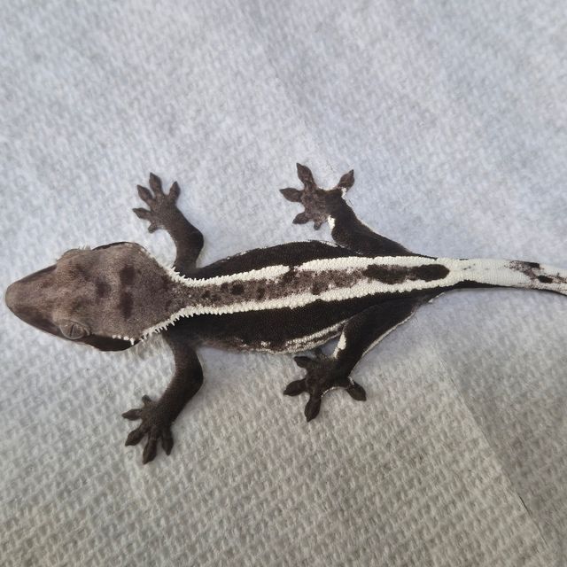 아잔틱