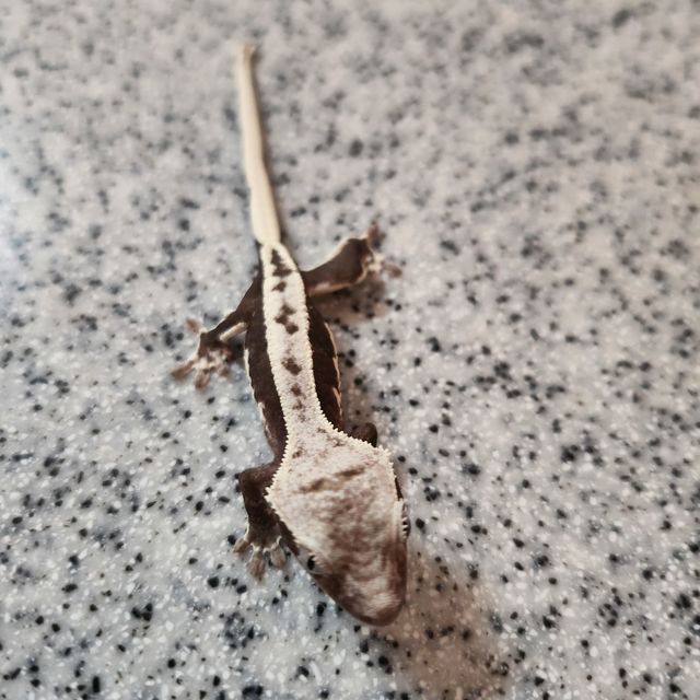 릴잔틱