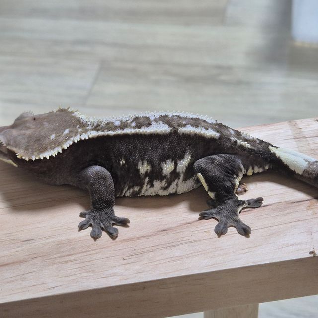 아잔틱