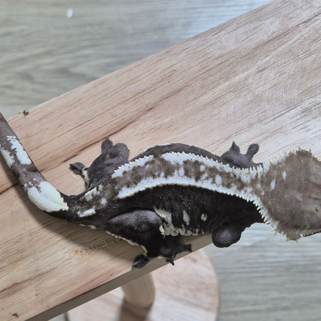 아잔틱