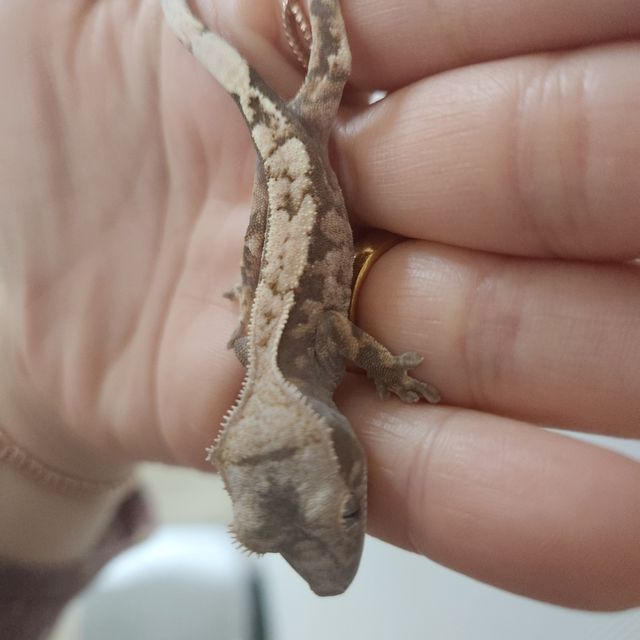 세이블