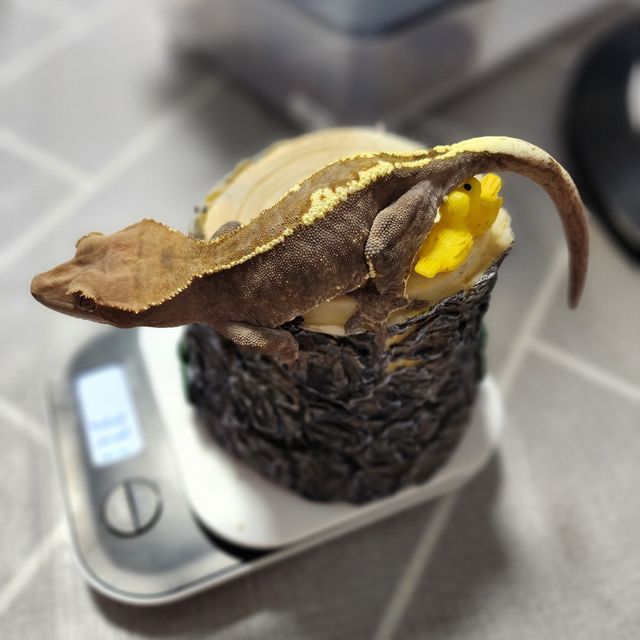 카푸치노