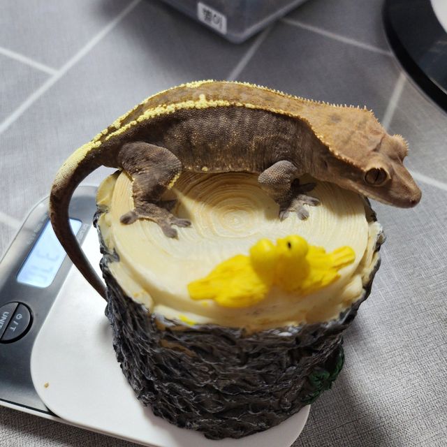 카푸치노