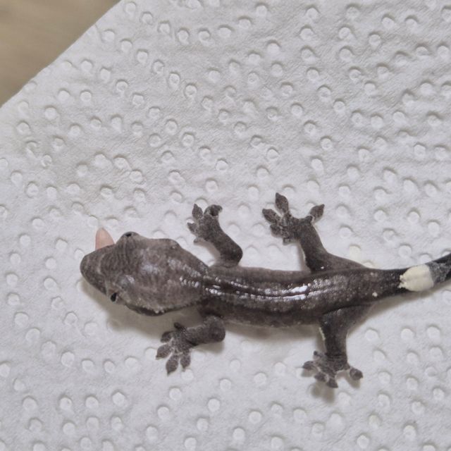 아잔틱