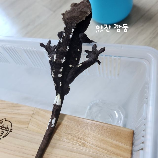 아잔틱 챠콜