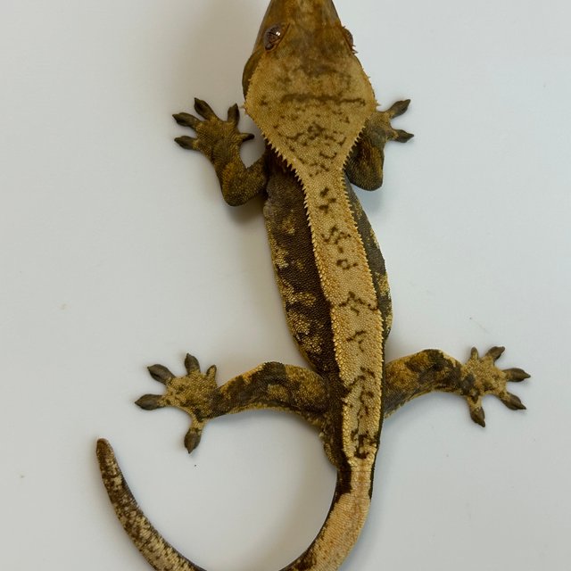 노멀 익스트림할리퀸 할리퀸 다크