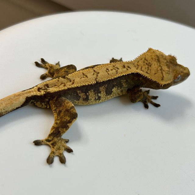 노멀 익스트림할리퀸 할리퀸 다크