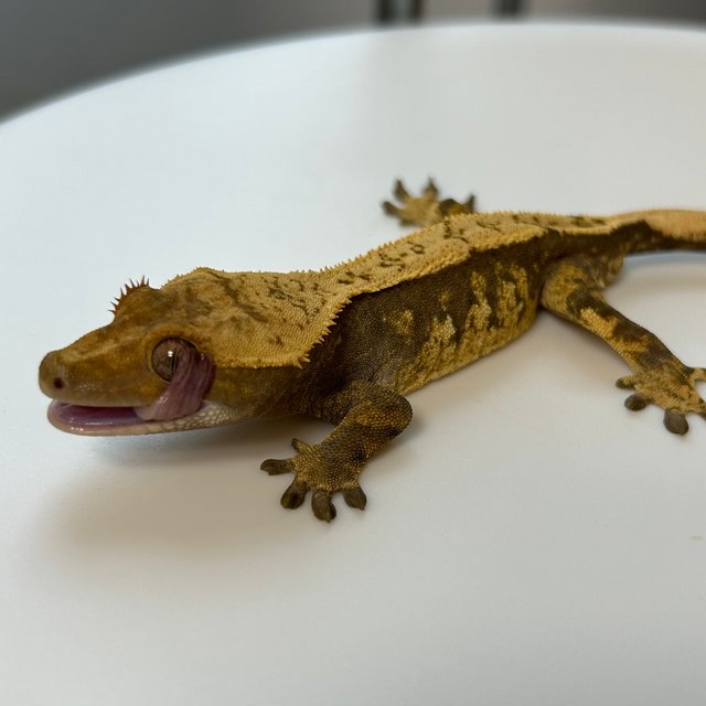 노멀 익스트림할리퀸 할리퀸 다크