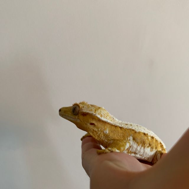 크림시클 화이트 릴리화이트 크림