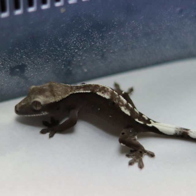 아잔틱