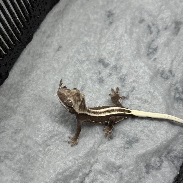 엠티백 슈퍼스트라이프 아잔틱